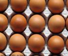 Яйца в картонной яйцо. Куриные яйца могут быть различных размеров, белый и коричневый в зависимости от породы Куры